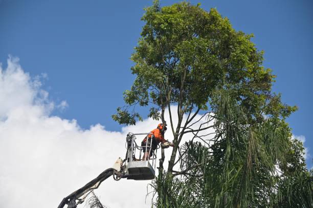 How Our Tree Care Process Works  in  Raytown, MO